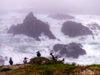Puffin Viewing Site